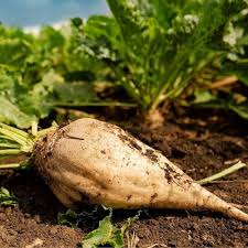 Sugar Beet Seeds for Planting – Heirloom Non-GMO Garden Seeds