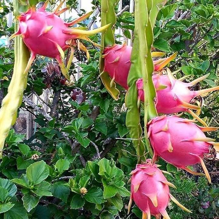 dragon fruit seeds