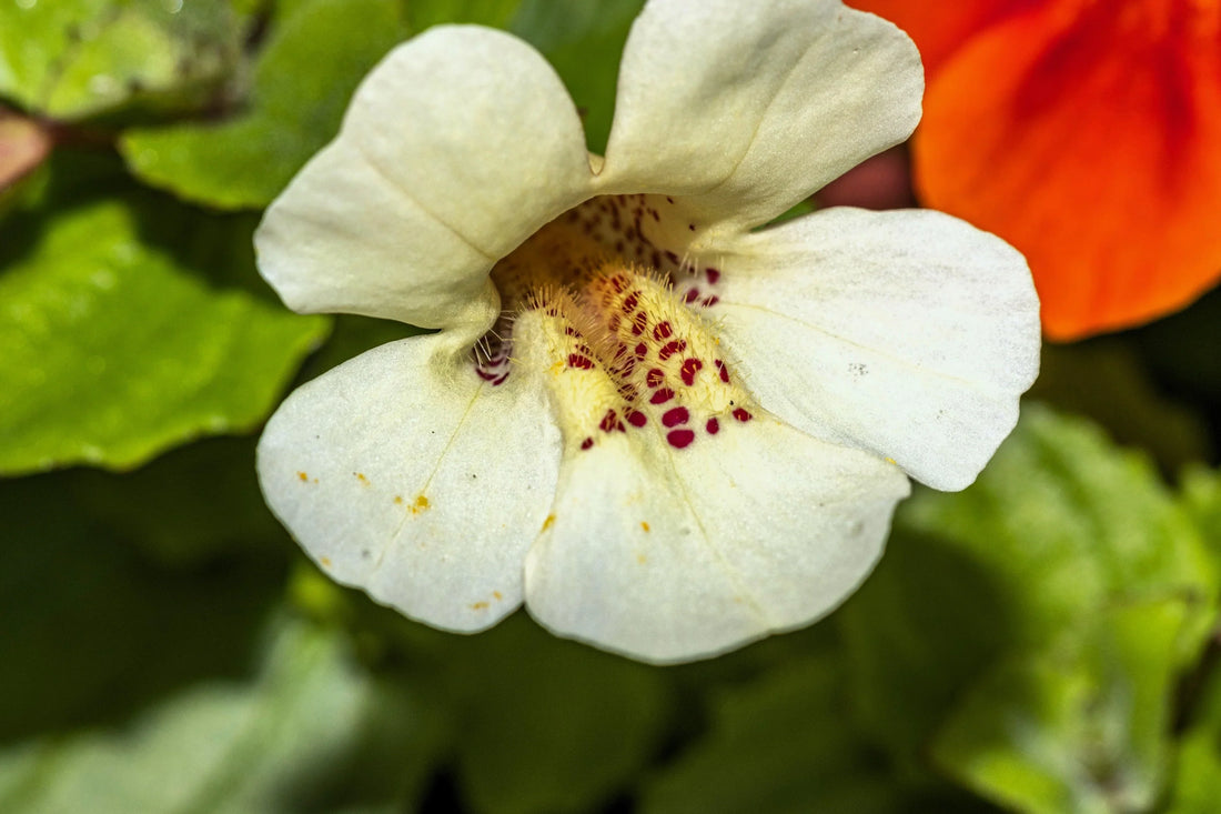 White Mimulus flower seeds