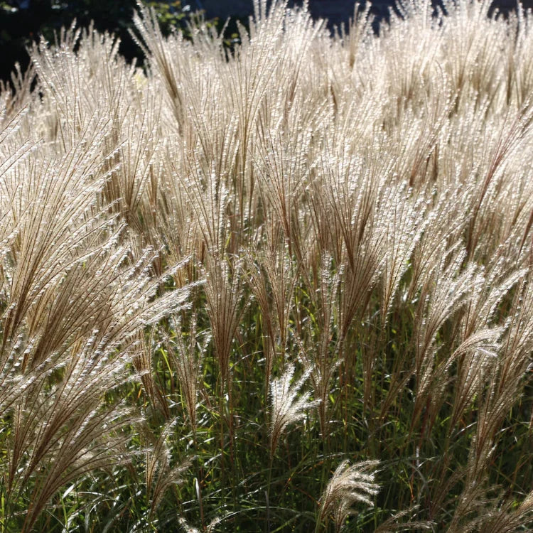Silver Grass plant
