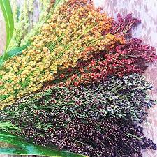 Dried Broom Sorghum Seed Heads for Crafts