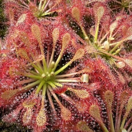 Drosera Carnivorous Sundew plant