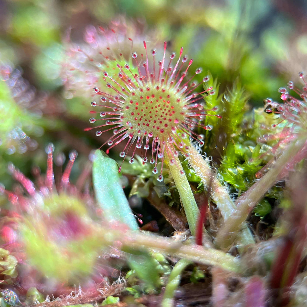 Round-Leaved Sundew plant