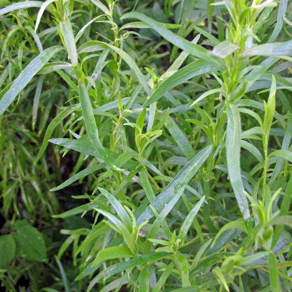 Russian Tarragon Herb Seeds for Planting – Heirloom Non-GMO Garden Seeds