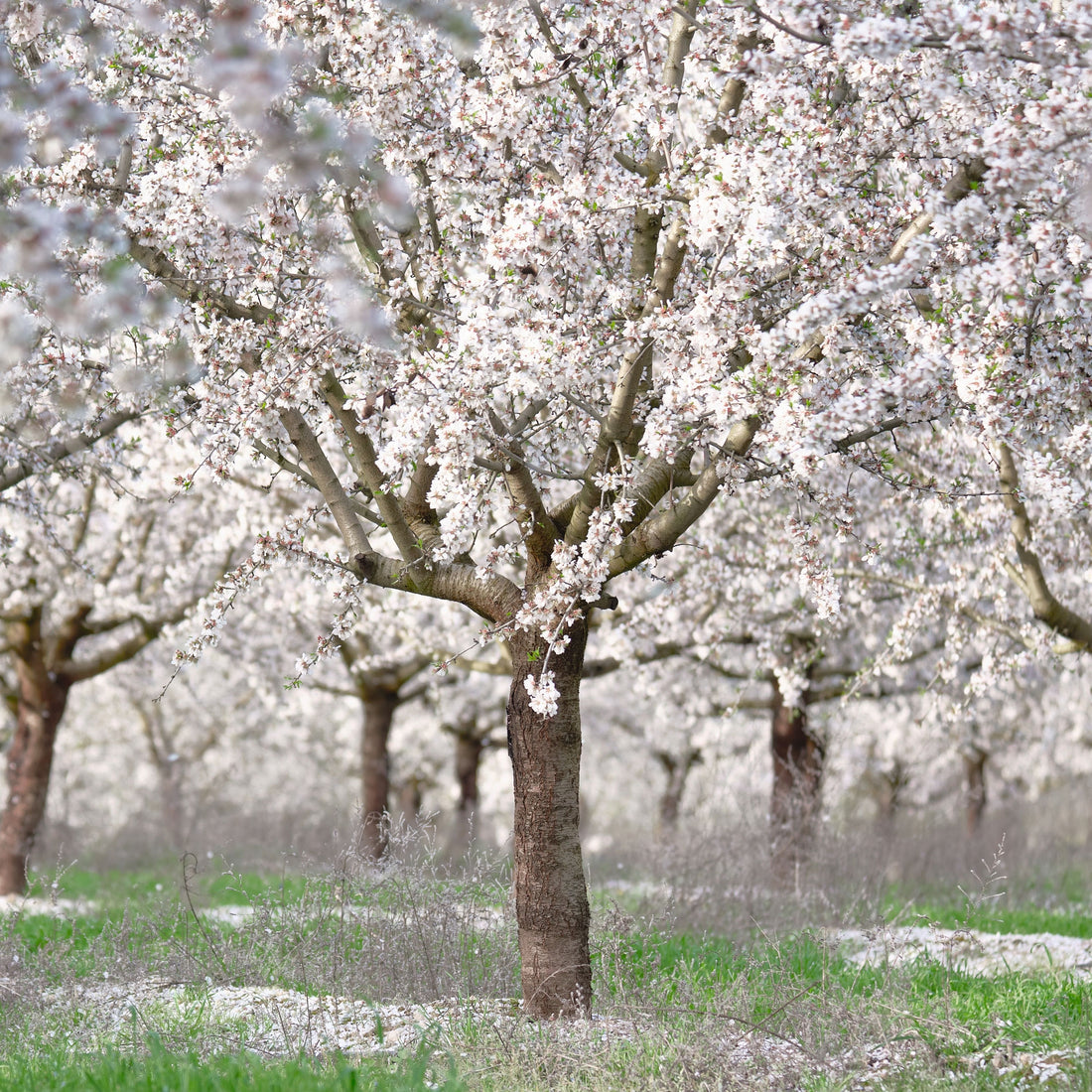 Willow Tree flower seeds
