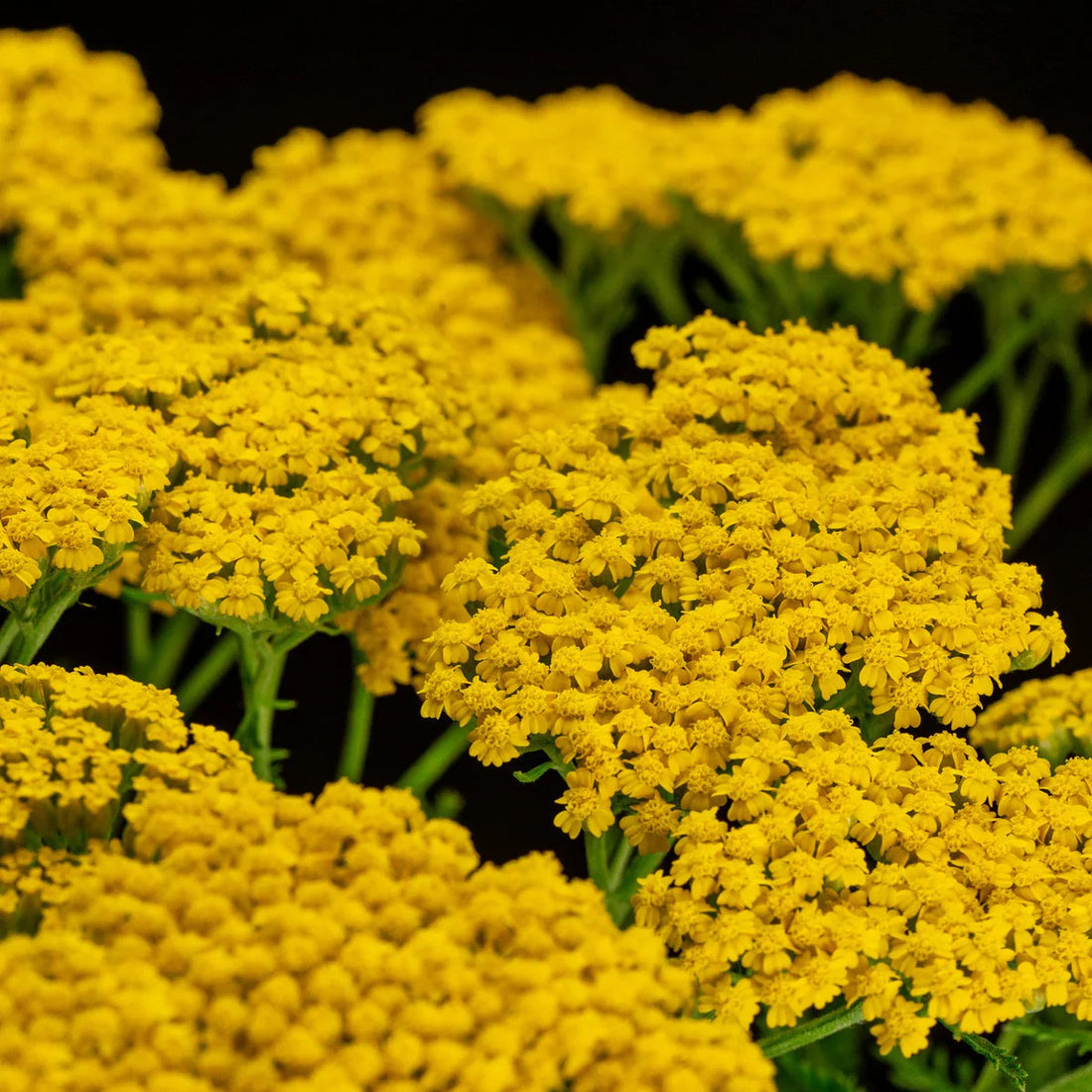 Yarrow flower seeds