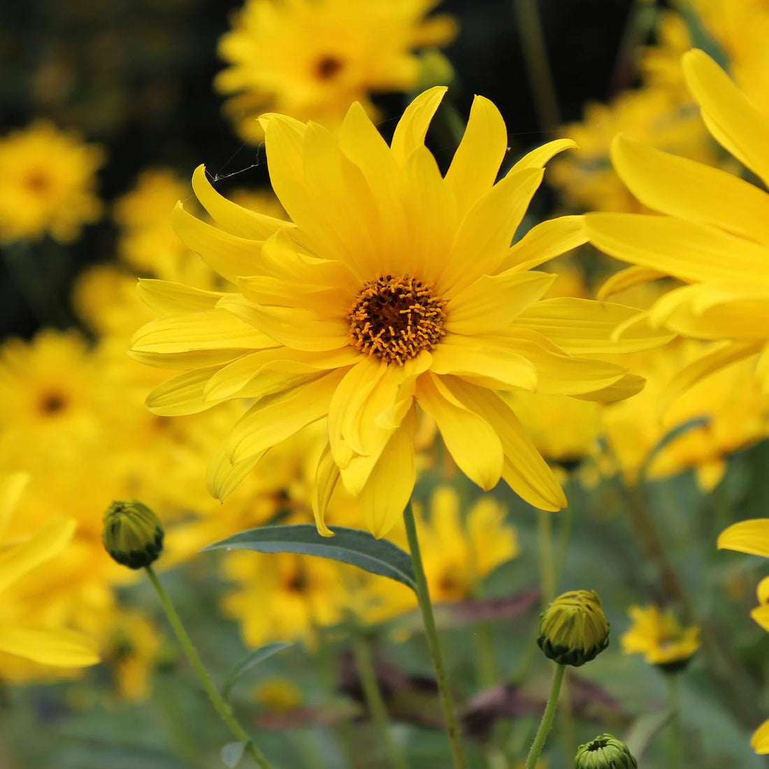 Helianthus Maximiliani flower seeds