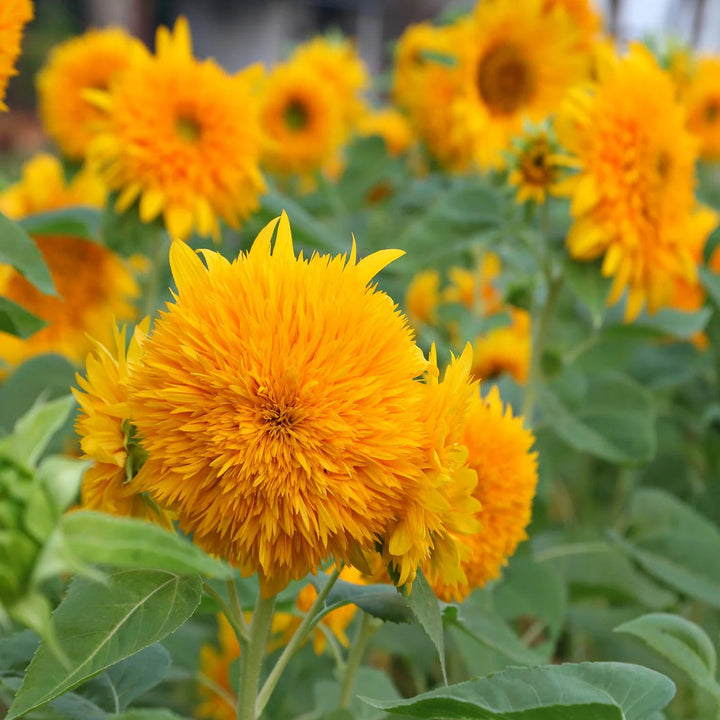 Yellow Bear flower seeds