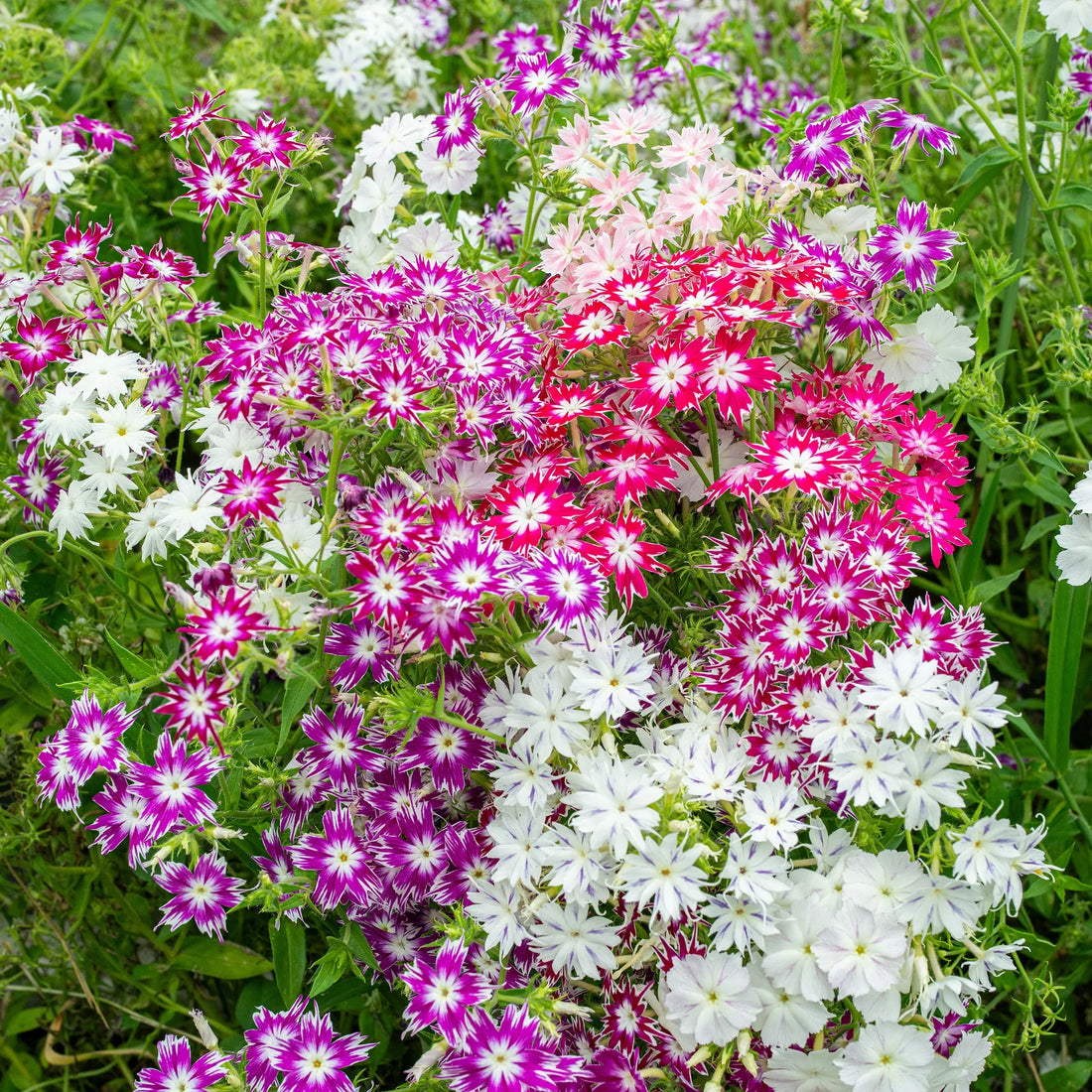Drummondii flower seeds