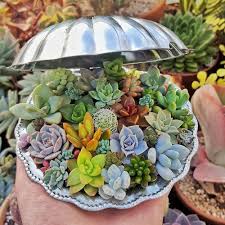 Dudleya Farinosa with Powdery Green Succulent Rosette
