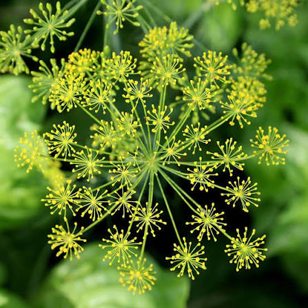 Dukat Dill Herb Seeds for planting with feathery green foliage and yellow flowers