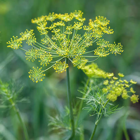 Dukat Dill Herb Seeds for planting with feathery green foliage and yellow flowers