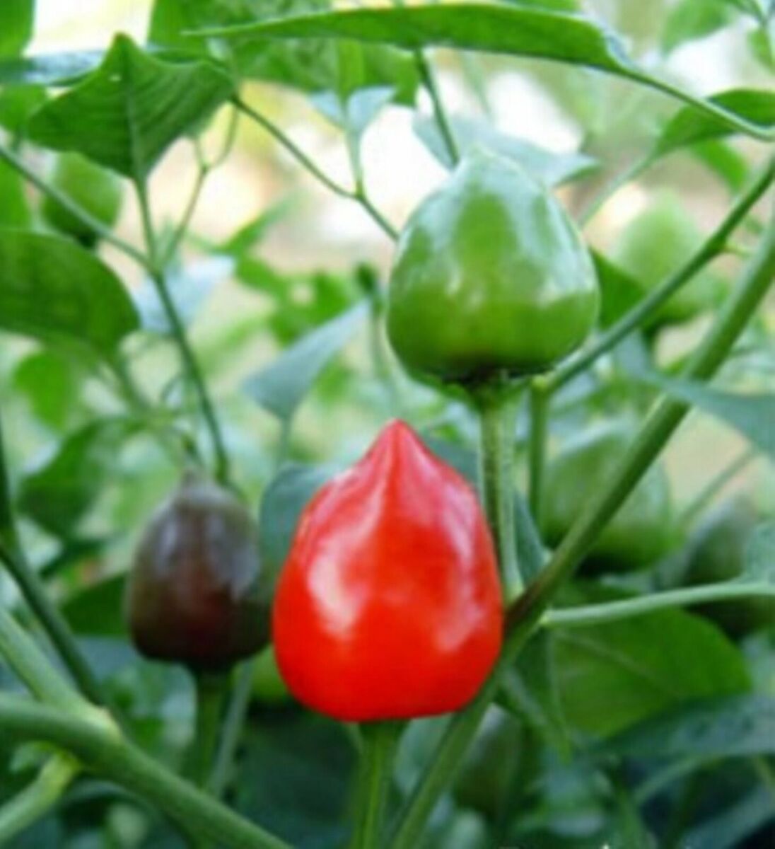 Dundicut Chili Seeds