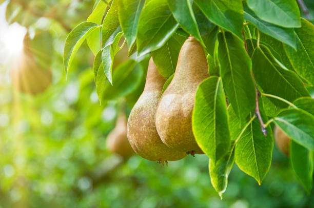 Dusky pear fruit and green foliage on a pear tree, illustrating pear seeds for planting and home orchard gardening.