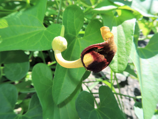 Slender Dutchman's Pipe Flower Seeds for Planting – Heirloom Non-GMO Garden Seeds