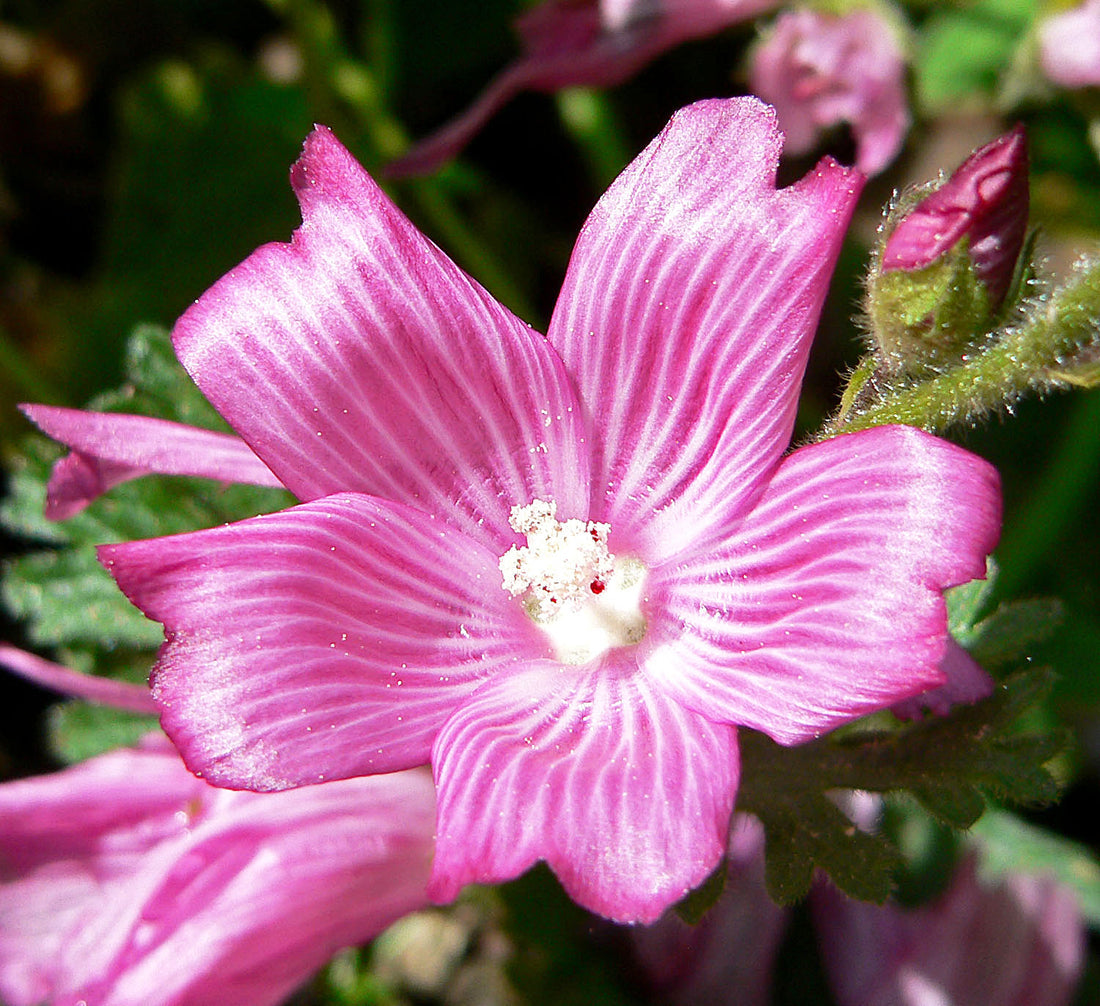 Pink Checkerbloom flower seeds