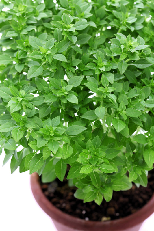 Dwarf Greek Basil Herb Seeds for Planting – Heirloom Non-GMO Garden Seeds