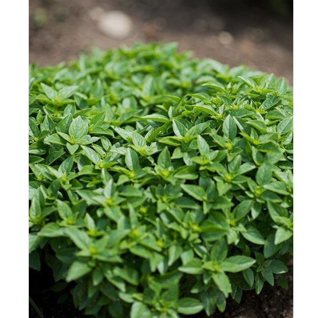 Dwarf Greek Basil Herb Seeds for Planting – Heirloom Non-GMO Garden Seeds