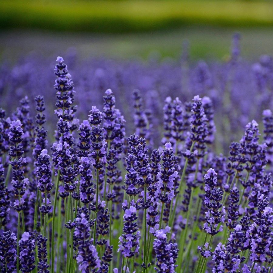 Dwarf Munstead Lavender Flower Seeds for Planting – Heirloom Non-GMO Garden Seeds