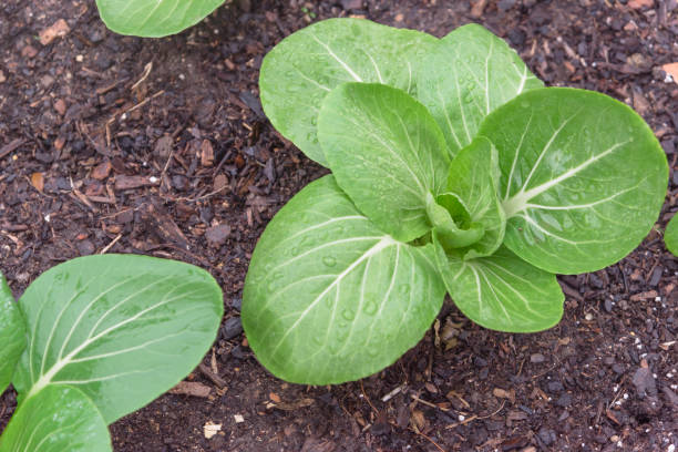 Dwarf Pak Choi plants with crisp green leaves and pale stems growing in a home vegetable garden