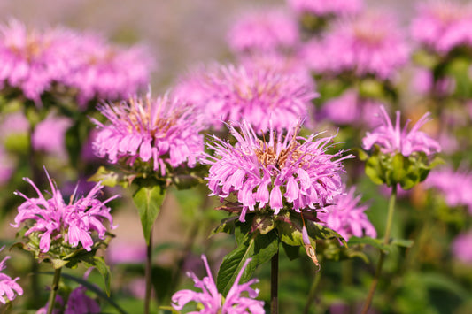 Dwarf Pink Bee Balm Flower Seeds for Planting – Heirloom Non-GMO Garden Seeds