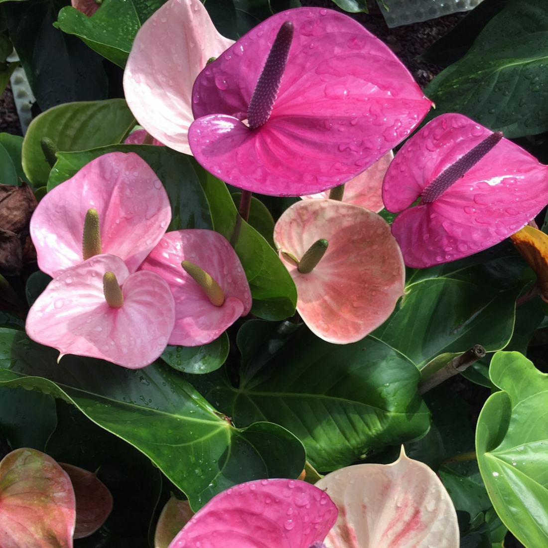 Anthurium Cavalli flower seeds