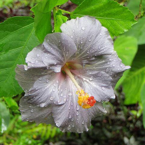 Light Grey Hibiscus plant