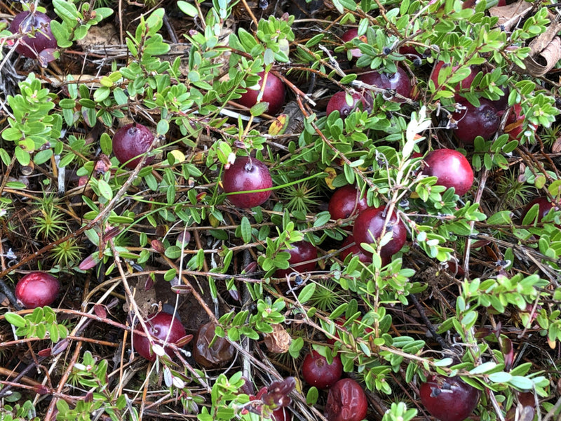 Cranberry Fruit Seeds for Planting – Heirloom Non-GMO Garden Seeds
