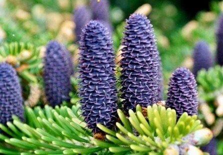 Purple Abies Flower Seeds for Planting – Heirloom Non-GMO Garden Seeds
