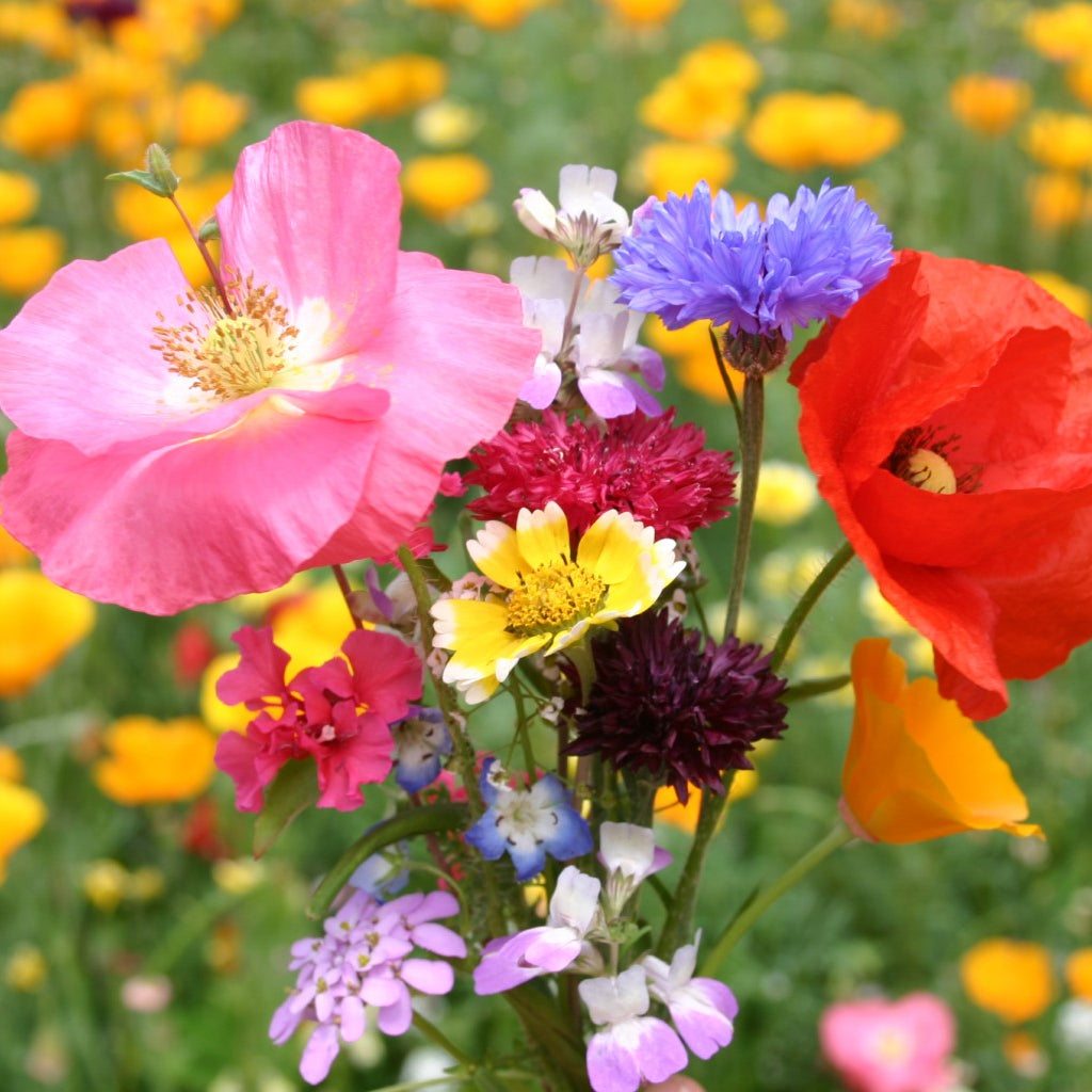 Bouquet Mix Wildflower plant