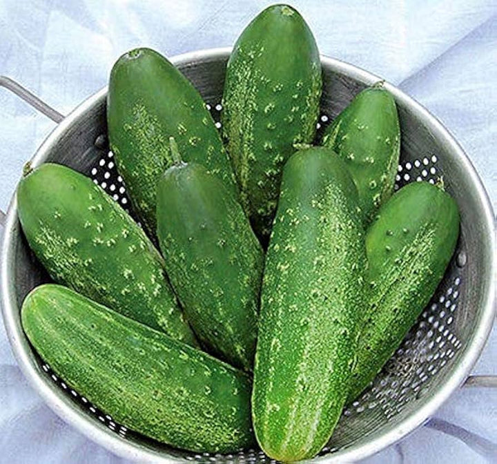Early Fortune Cucumber Seeds