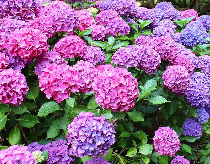 Khaki Hydrangea flower seeds