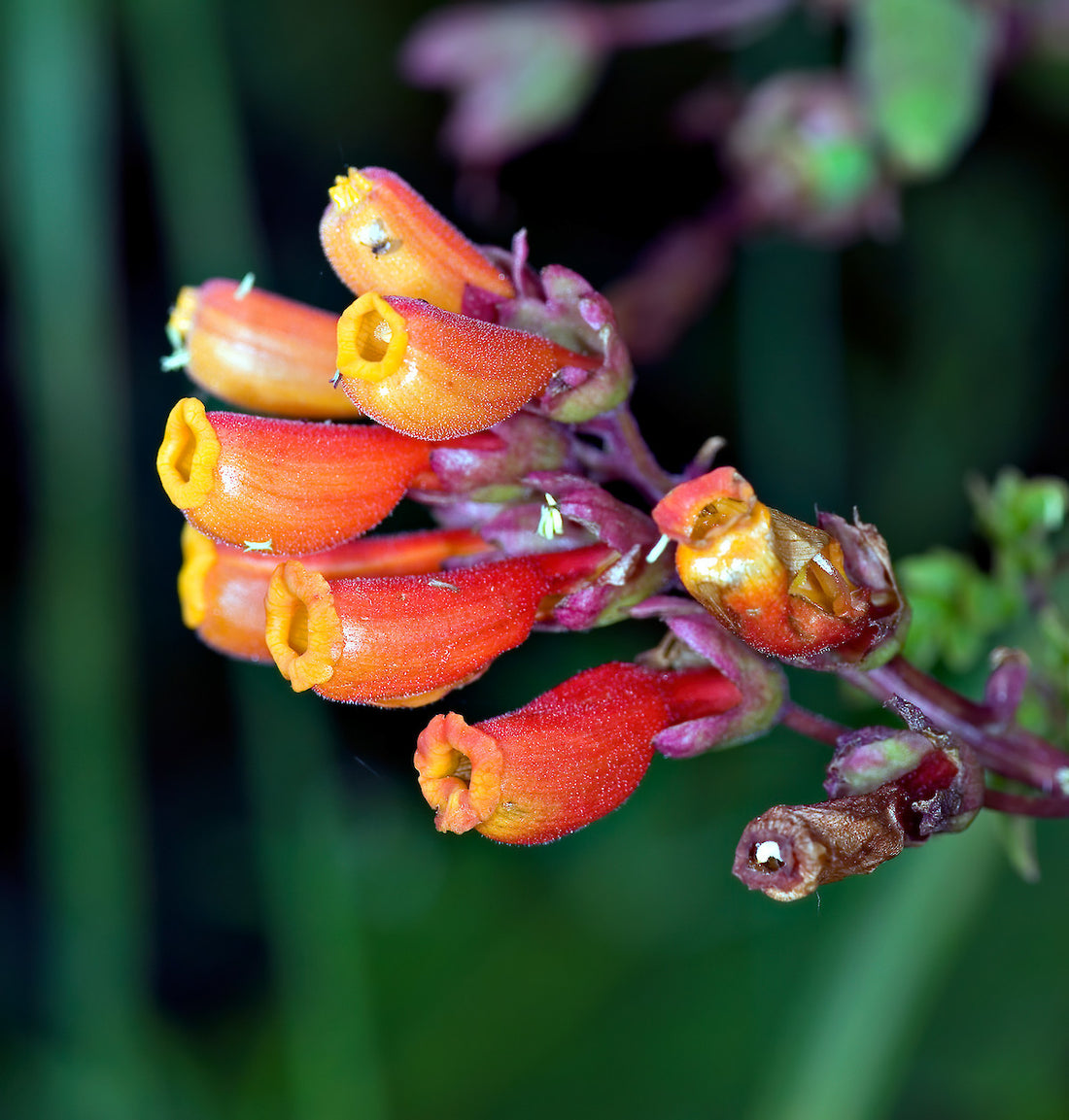 Eccremocarpus Scaber flower seeds