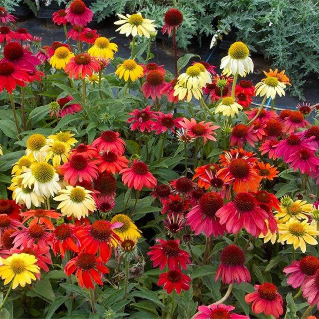 Echinacea Cheyenne flower seeds