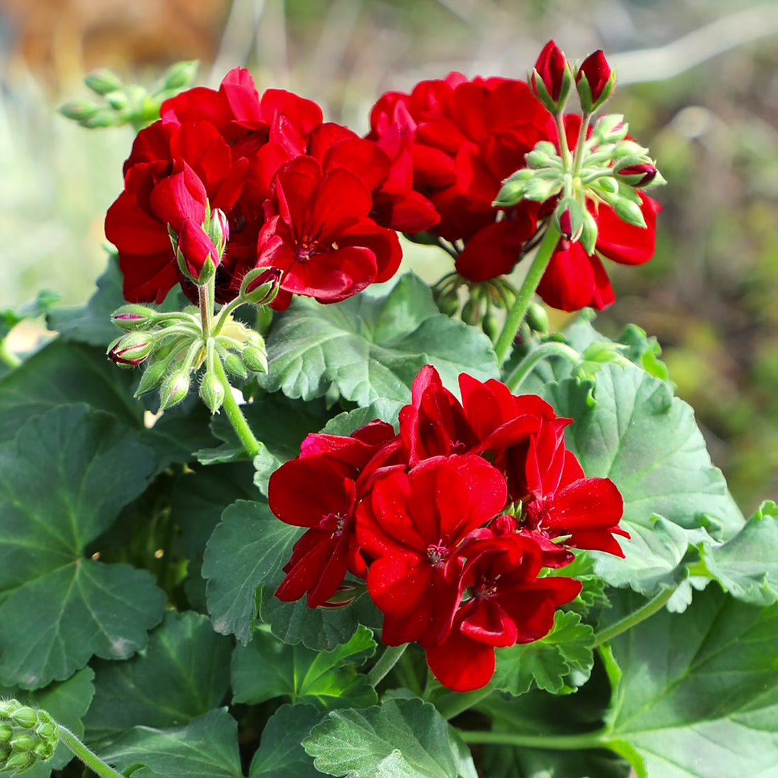 Burgundy Geranium flower seeds
