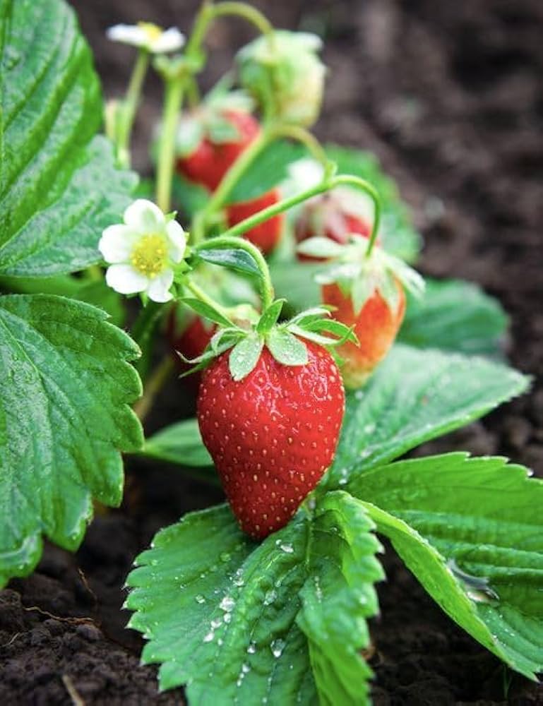 Edible Berry Plant Seeds for Planting – Heirloom Non-GMO Garden Seeds