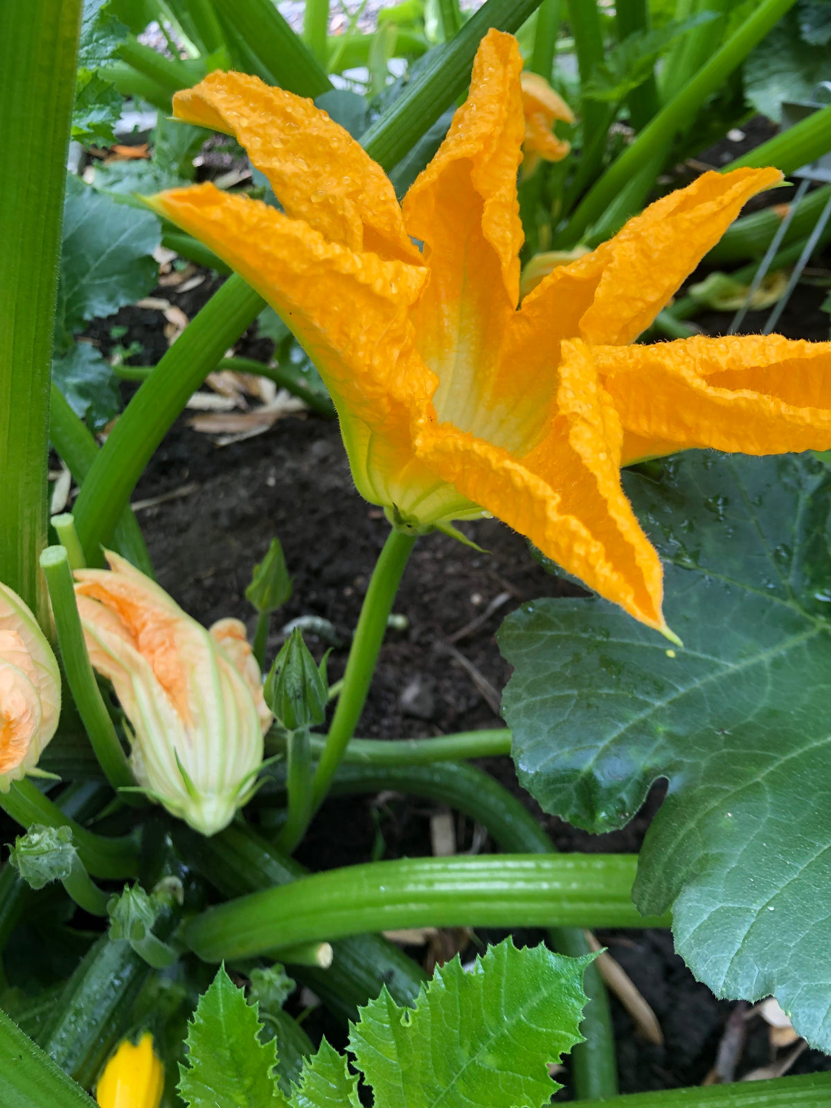 Squash blossom flower seeds growing into healthy squash plants with bright yellow edible flowers in a sunny garden.