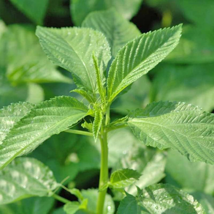 Egyptian spinach plant growing in a sunny vegetable garden