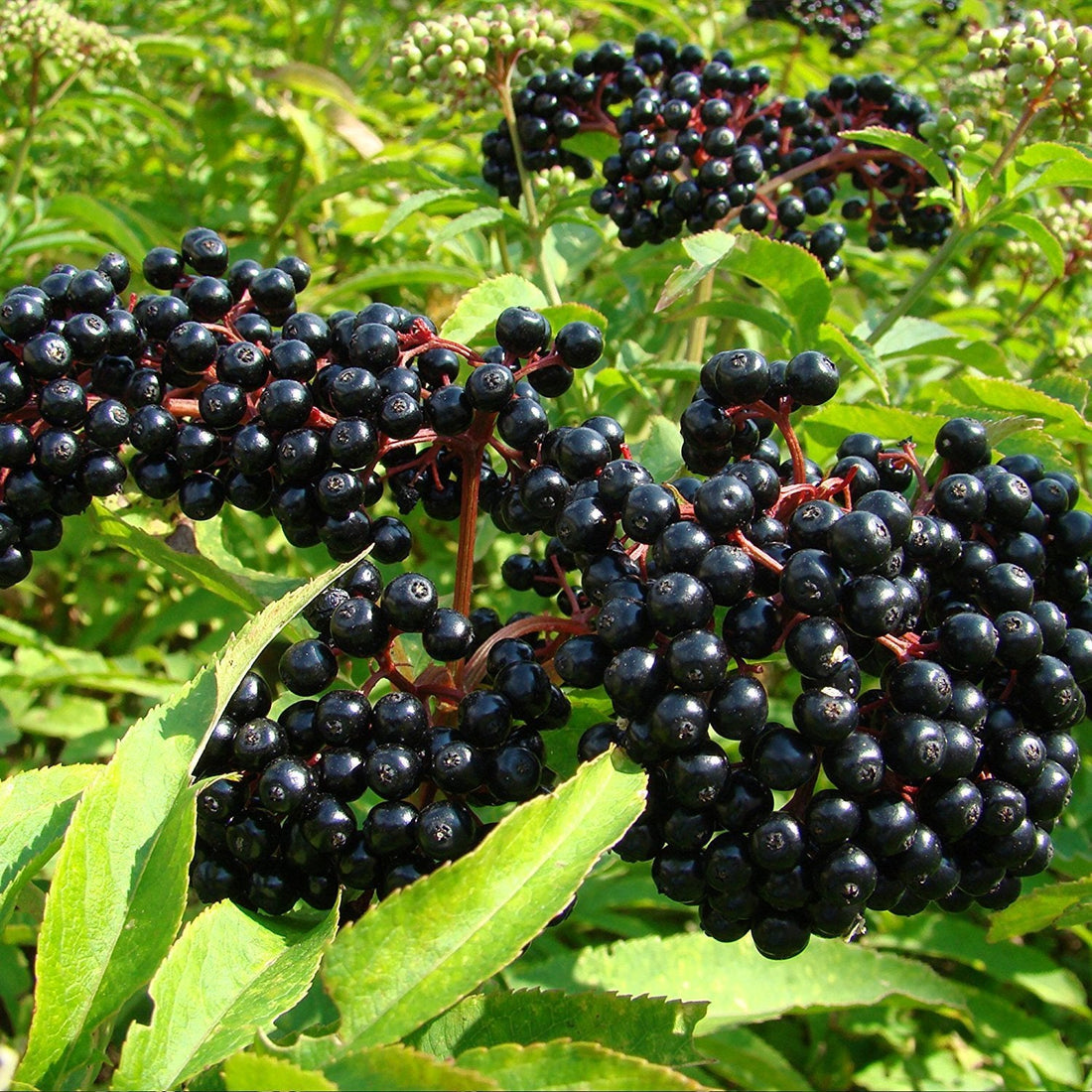elderberry seeds