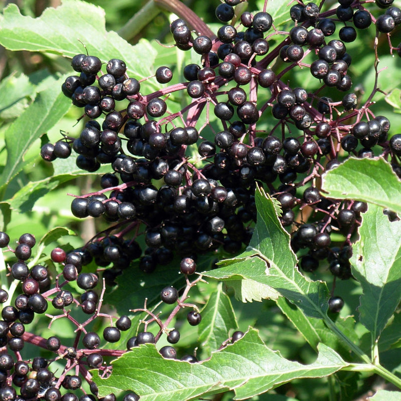 Elderberry Sambucus nigra Seeds for Planting – Heirloom Non-GMO Elderberry Seeds