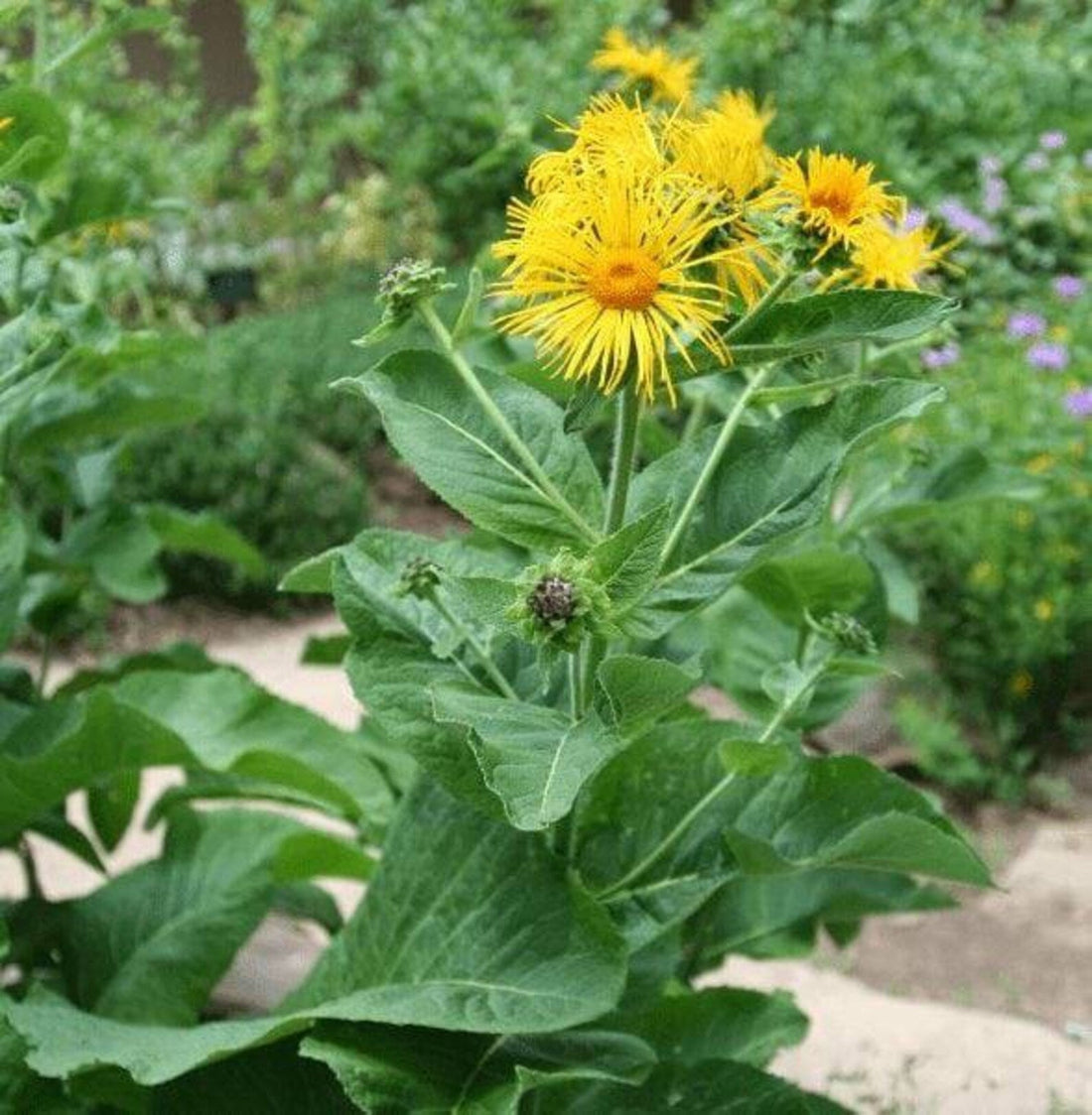 Elecampane Herb Seeds for Planting – Heirloom Non-GMO Garden Seeds