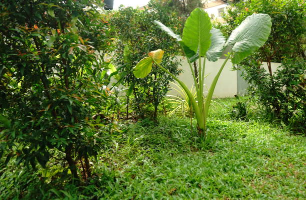 Elephant's Ear Flower Seeds for planting with large tropical heart-shaped foliage