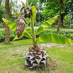 cliff banana seeds