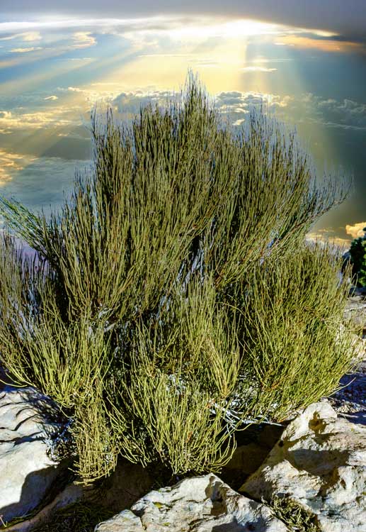 Ephedra Seeds for Planting – Evergreen Drought-Tolerant Garden Shrub