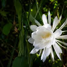 Silver Epiphyllum Flower Seeds