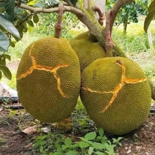 jackfruit fruit seeds