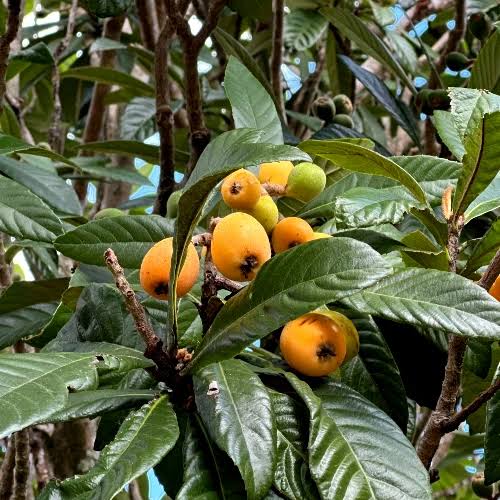 Tanaka loquat fruit tree with glossy green leaves, golden-orange fruits, and creamy-white flowers, showcasing Eriobotrya japonica for home gardens and orchards.