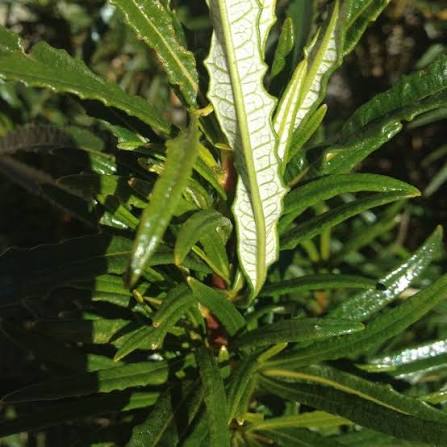 Yerba Santa Herb Flowers