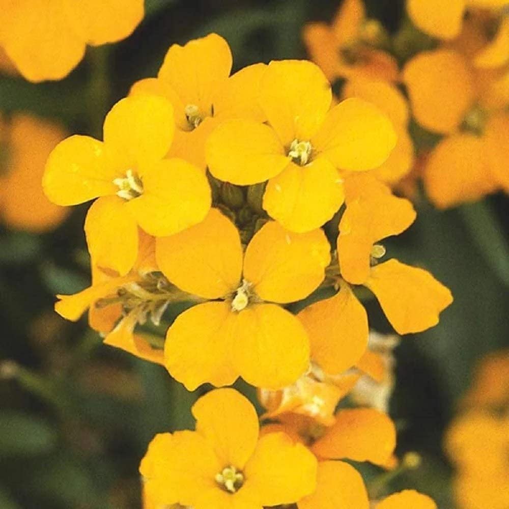 Orange Erysimum flower seeds