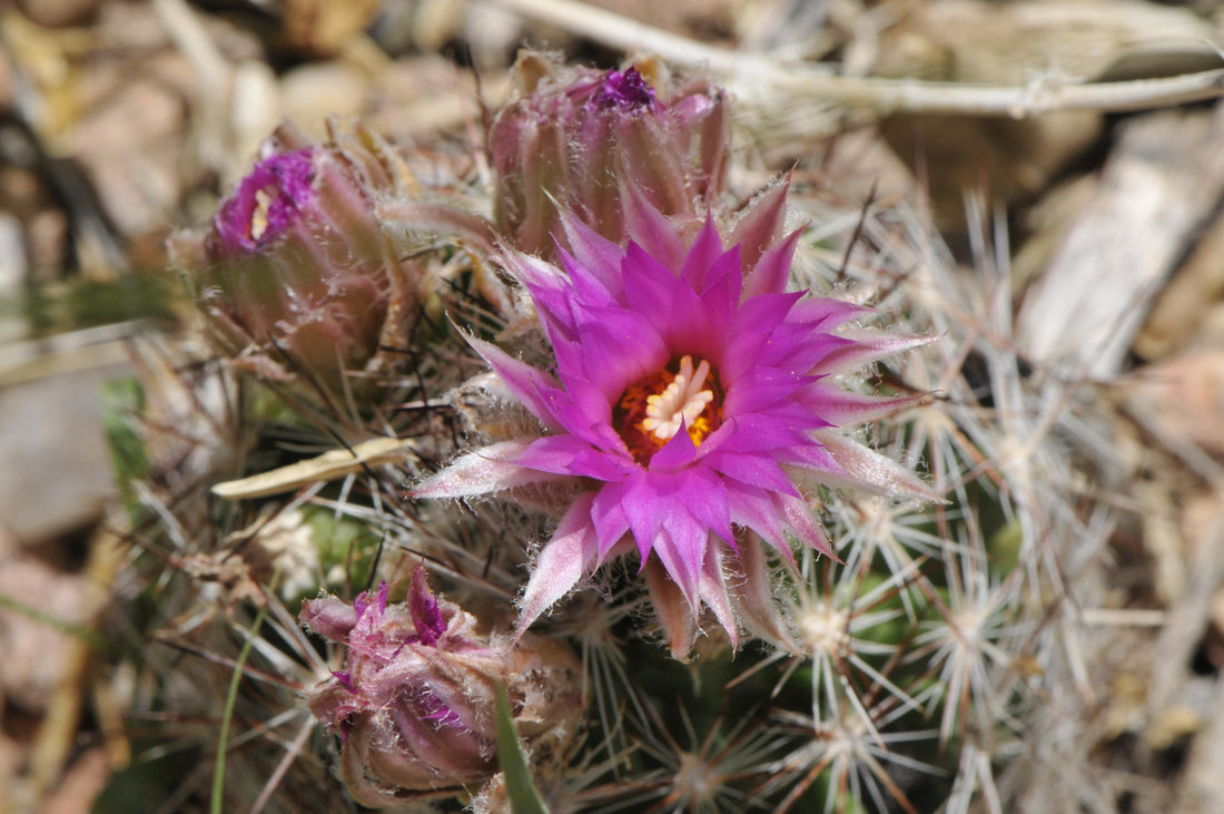 Escobaria Vivipara flower seeds